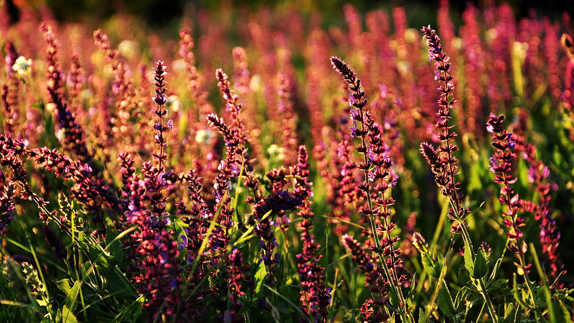 体育产业品牌联盟建设方案，体育产业品牌联盟建设方案范文
