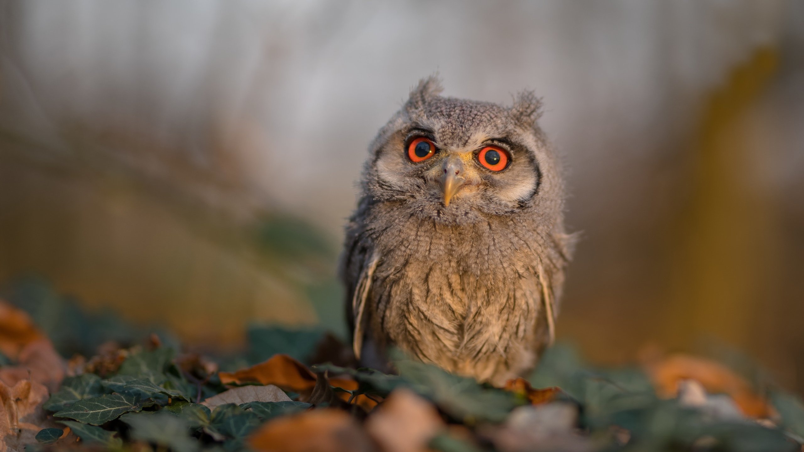 国足首发阵容稳定性分析,国足首发队员名单